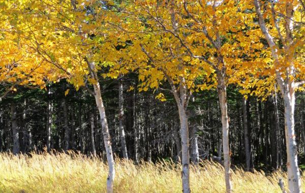 Fall in Newfoundland